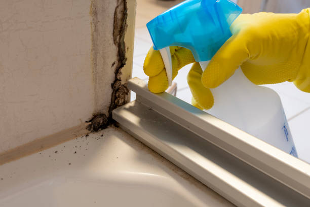 Best Mold Damage Restoration  in Long View, NC